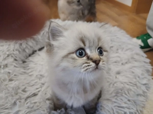 britisch Kurzhaar Kitten 