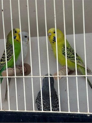 Nestjunge Wellensittiche