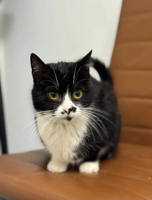 Mira Kleine Prinzessin sucht verkuschelte Familie