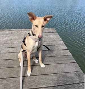 Hundebub BARNEY sucht sein Für-immer-Zuhause