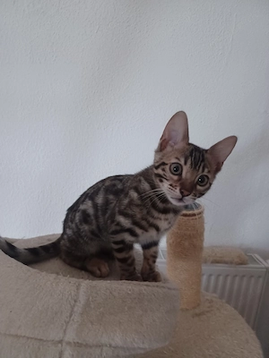 Reinrassiger Bengal Kitten kater