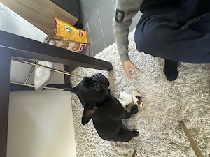 Französische Bulldogge 3,5 Jahre 