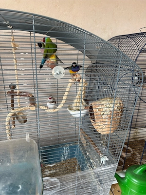 Gouldamadinen Gruppe