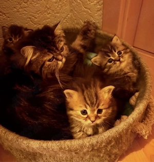 Perserkitten suchen liebevolles Zuhause 