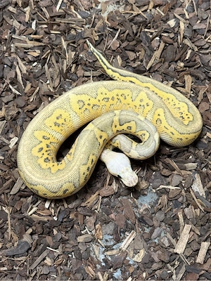 Königspython - Python regius - Babys und Zuchttiere