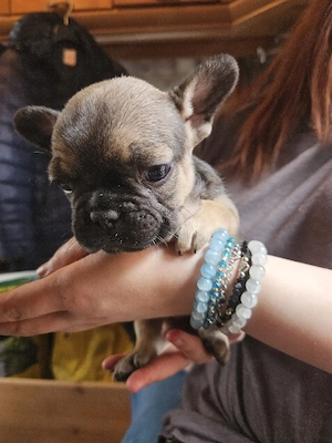 Es ist noch ein kleines Mädchen zu vergeben 