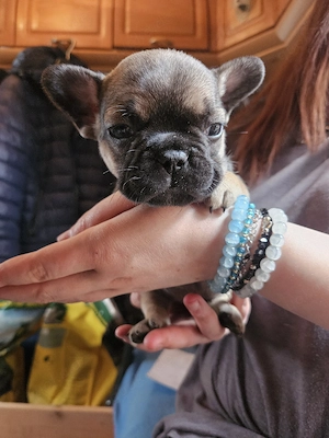Welpen Französische Bulldogge   Bild 4