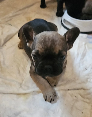 Welpen Französische Bulldogge   Bild 3