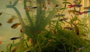 Endler Guppy Tiger 