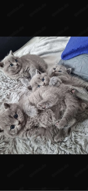 Britisch Kurzhaar Babys suchen neues Zuhause