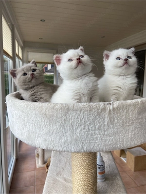 Britische Kurzhaarkatze