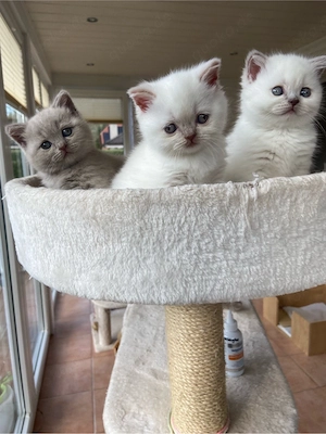 Britische Kurzhaarkatze Bild 5