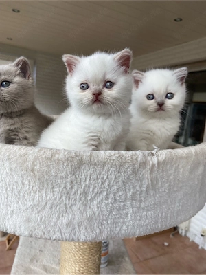 Britische Kurzhaarkatze Bild 4