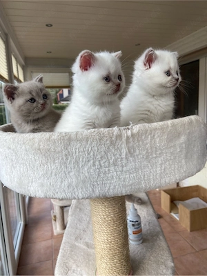 Britische Kurzhaarkatze Bild 2