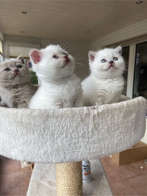 Britische Kurzhaarkatze Bild 3