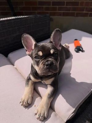 Französische Bulldoggenwelpe, männlich Bild 4