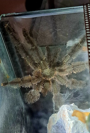 Psalmopoeus victori 1.0 Bild 2
