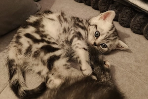 BKH Kitten mit Impfpass!