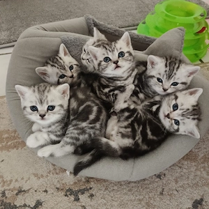 BKH Kitten mit Impfpass!