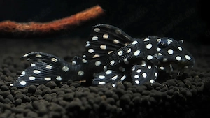 2x L-201 "Big Spot Snowflake" Orinoco-Engelsharnischwels