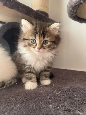 Ab sofort! Siam-Perser Kätzchen