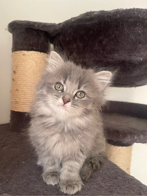 Siam-Perser Kätzchen