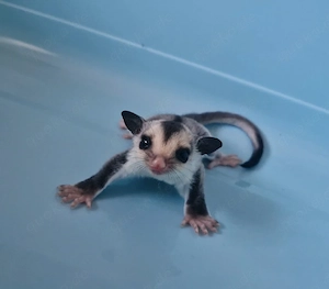 Sugar Glider männchen und weibchen