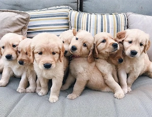 Verspielte Golden-Retriever-Welpen suchen ein gutes Zuhause