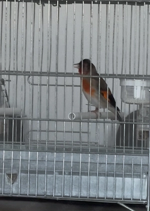 Stieglitz x Kapuzenzeisig 