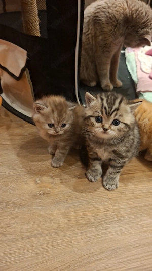 Exklusive reinrassige BKH Kitten 