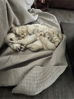    Wurfankündigung Bengalkitten