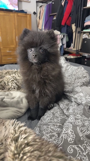 zwergspitz welpe abzugeben 