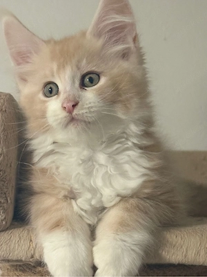 Maine Coon Kitten reinrassig mit Stammbaum