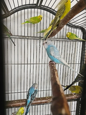30 Wellensittiche Männlich weiblich blau weiß grün gelb hahn henne zuchtpaar Küken