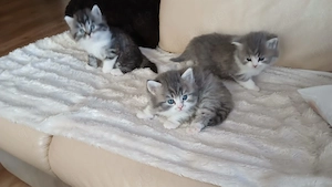 Kätzchen Britisch Langhaar