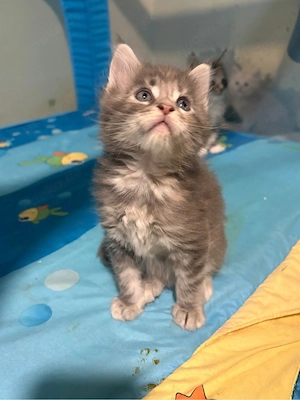 Maine Coone Reinrassig mit Stammbaum H-Wurf