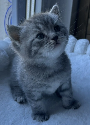 BKH Kitten, Kätzchen, BKH, BLH