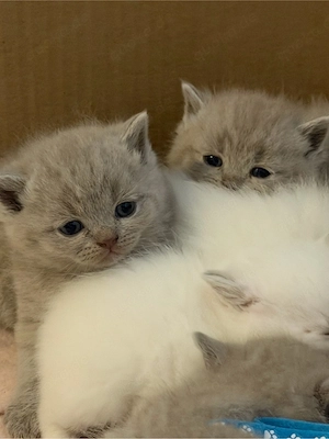 BKH Kitten Blue Point reinrassig