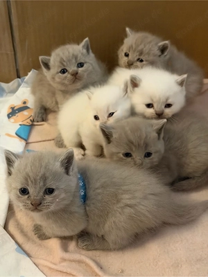 BKH Kitten Blue Point reinrassig