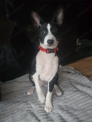 Abgabe bereit  Reinrassige Basenji Mädchen 
