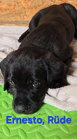 Wunderschöne Boxer-Goldendoodle Welpen aus liebevoller Hobbyzucht