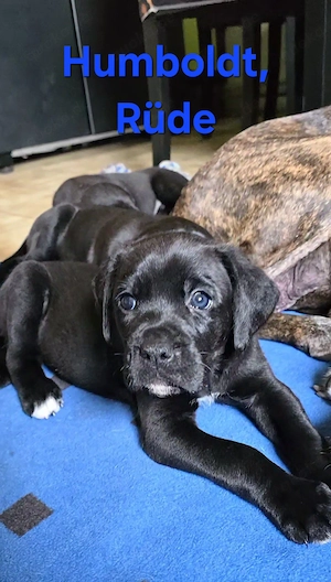 Wunderschöne Boxer-Goldendoodle Welpen aus liebevoller Hobbyzucht