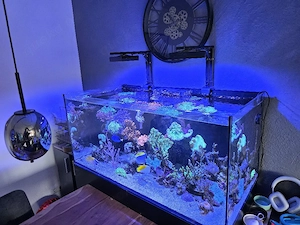 Meerwasser Aquarium Red Sea Reefer 425XL