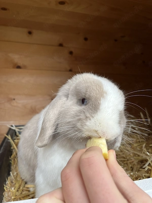 Zwei süße Kaninchen abzugeben 