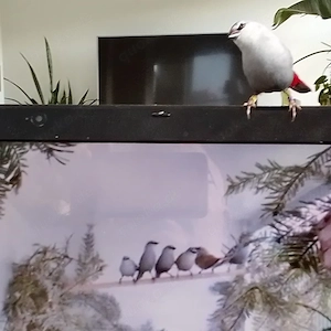 Schönbürzel Henne (Lavendelastrild) GESUCHT