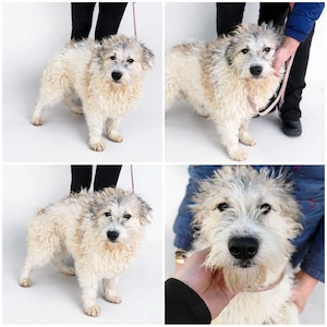 Anastasia - perfekte Anfängerhündin