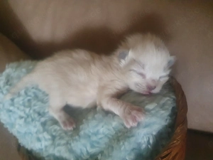 Heilige Birma Kätzchen Bild 5