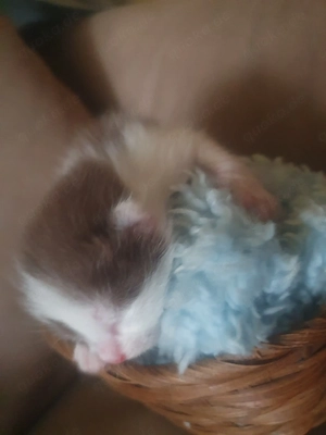 Heilige Birma Kätzchen Bild 4