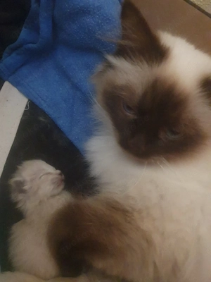 Heilige Birma Kätzchen Bild 7