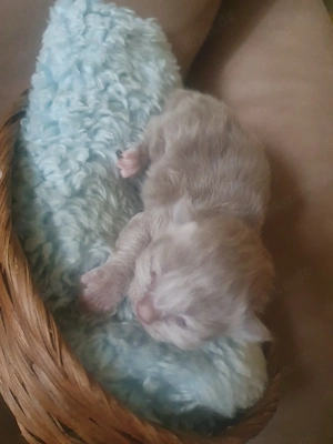 Heilige Birma Kätzchen Bild 6